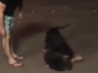 Во время прогулки по Ставрополю стаффорд загрыз бродячую собаку на глазах у прохожих