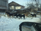 Стая бродячих псов напугала жителей Пятигорска