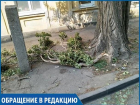 «В самом центре города сухие ветки падают людям на головы», - жительница Ставрополя