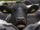 Зараженных бруцеллезом коров обнаружили на Ставрополье