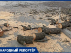 Жители Ставрополя возмутились вырубке деревьев в сквере на Ленина