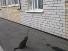 Необычный способ выгуливать кота придумали жители многоэтажки Ставрополя