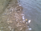 Рыба в ставропольском водоеме погибла по вине руководства Благодарненского «Ставрополькрайводоканала»