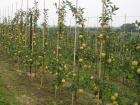 В Кочубеевском районе строят новое плодохранилище