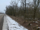 С начала года на Ставрополье незаконно вырубили деревьев на 3 миллиона рублей