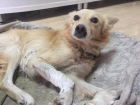 Несколько дней пролежал умирающий пес на придорожной заправке на Ставрополье