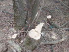 Массовый спил здоровых деревьев в Ташлянском лесу Ставрополя заметили активисты 