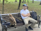 Орлов забрали у организаторов платных фотосессий в Курортном парке Ессентуков