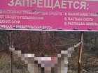 На Ставрополье браконьеры развесили окровавленные шкуры на стендах о запрете охоты
