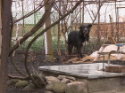Осуждён живодёр, искалечивший бродячую собаку в посёлке Каскадном