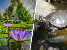 Черепахи-подкидыши грозят уничтожением ценным растениям и рыбкам в Ботсаду Ставрополя