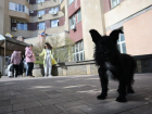 Умерщвлять только при болезни: на Ставрополье утвердили правила пунктов содержания бездомных собак