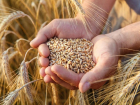 Ставропольское зерно экспортируют в юго-восточную Азию