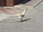 Самостоятельная курица расхаживает по улицам Ставрополя и веселит прохожих