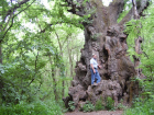 На Ставрополье растет самое большое дерево в России