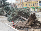 Ураганный ветер вырвал с корнем ель в Пятигорске