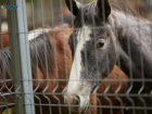 Пятигорский ипподром едва избежал банкротства из-за долга в 30 миллионов рублей