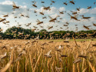 Почти 10 миллионов рублей запланировали на борьбу с саранчой Ставропольские власти  