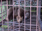 Медведицу три года кормят помоями и не убирают клетку в санатории  Ессентуков 