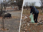 Дикий кабан пришел «помочь» участникам эко-субботника на Ставрополье