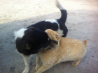 На ставропольской заправке дружно живут израненные жизнью кот и пес