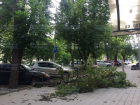 Три дерева рухнули из-за сильного ветра в Ставрополе 