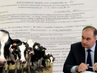 Ставропольские рога и копыта: бизнесмены продали себе своих же коров и получили субсидию 22 млн руб