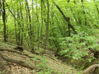 Ставропольский "Русский лес" будет увеличен на 20 гектаров 