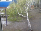 Ураган вырвал березу с корнем в Ессентуках