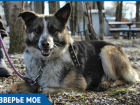 Дружелюбная собака Ася ищет хозяев в Ставрополе