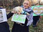 Ставропольские чиновники уверены в отсутствии проблемы жестокого обращения с животными в крае 