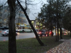 Аварийное дерево в центре города напугало ставропольцев