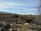 На Ставрополье черные лесорубы «нарубили дров» на 10 миллионов рублей