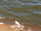 Специалисты выясняют причины гибели рыбы в водоеме на Ставрополье