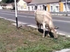 Мэр Невинномысска требует убрать с улиц города бродячих коров