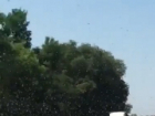 Полчища саранчи на Ставрополье попали на видео