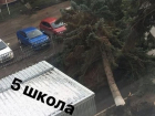 Огромная ель рухнула от сильнейшего ветра возле школы на Ставрополье 