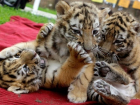 В зоопарке Ессентуков родились четыре тигренка