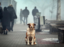 Железноводские волонтеры помогут бездомным животным