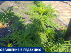 Борьба с амброзией в Ставрополе: дело продвигается медленно