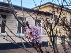 Цветущую сирень обнаружили в декабре прохожие в Ставрополе
