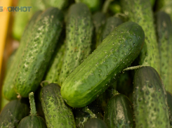 Огурцы на Ставрополье не сдают позиции и продолжают дорожать