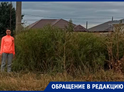 Амброзия в человеческий рост в центре Михайловска стала причиной разборок местных с мэрией города