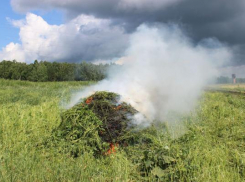 Более 63 тонн конопли уничтожили в районах Ставропольского края