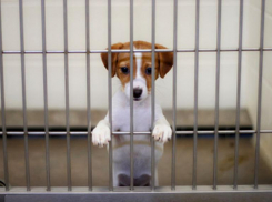 Бездомные животные из приюта в Ставрополе могут переехать на улицу Коломийцева