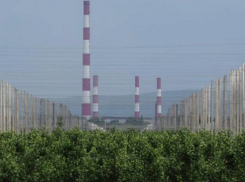 Ставропольчане раскритиковали власть за персиковый сад в Невинномысске