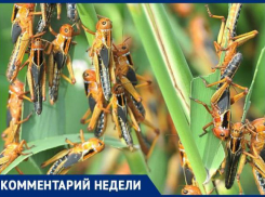 «Увеличение популяции саранчовых вредителей не ожидается», - Министерство сельского хозяйства о насекомых на полях края