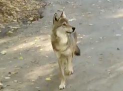 Снявший волка на видео в Ставрополе рассказал «Блокноту» подробности
