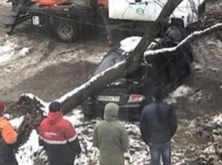 Оставленное без внимания опасное дерево свалилось на автомобиль во дворе дома в Пятигорске