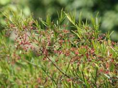 В Ставропольском крае исчезает бересклет карликовый